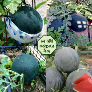 থাই তরমুজের বীজ, ইমপোর্টকৃত অরিজিনাল বীজ (৩০+ বীজ)