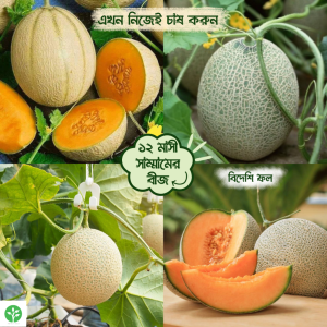 সাম্মাম ফলের বীজ, ইমপোর্টকৃত অরিজিনাল বীজ (৩০+ বীজ)