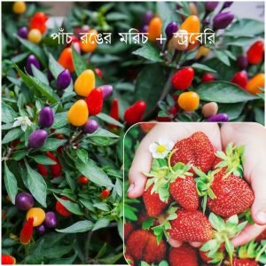 পাঁচ রঙের মরিচের বীজ + স্ট্রবেরি বীজ